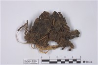 藏品(牧野蘚)的圖片